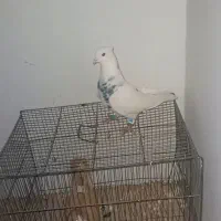 کبوتر دوتا نر|پرنده|بردسکن, |دیوار