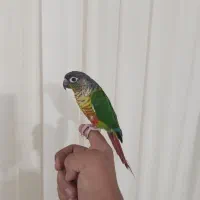 گرین چیک فول اهلی سخن گو|پرنده|عجب شیر, |دیوار