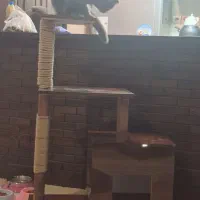 خونه طبقه ای گربه