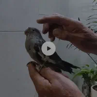 یک جفت عروس هلندی|پرنده|شاهین‌شهر, خانه کارگر|دیوار