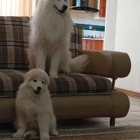 سگ سامویید و گلدن سامویید