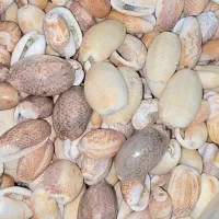 فروش انواع صدف دریایی