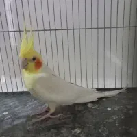 دو جفت عروس هلندی درشت کشیده با تخم و جوجه|پرنده|مرودشت, کناره|دیوار