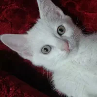 گربه ترکیش - پرشین