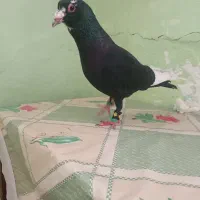 پرنده مینا سیاه