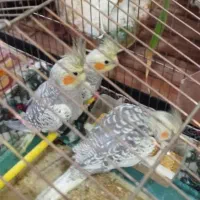 عروس هلندی دستی و رام با قیمتی بسیارمناسب|پرنده|کنگاور, |دیوار