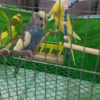 مرغ عشق|پرنده|رشت, حمیدیان|دیوار