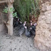 بوقلمون|حیوانات مزرعه|بم, |دیوار