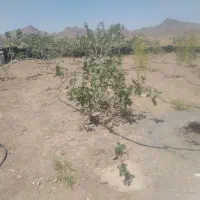 خونه باغ فروشی|فروش خانه و ویلا|بیرجند, |دیوار