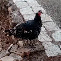 بوقلمون جوان