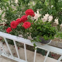 باغچه-پونصد-متری-ملکی-آماده-مبله