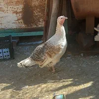 یک عدد بوقلمون ماده‌