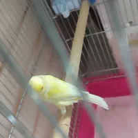 قناری ماده|پرنده|اصفهان, شهرک امام خمینی|دیوار