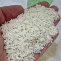 برنج کشت اصل تایلندی وهومالی