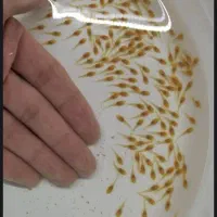 لجن خار