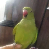 طوطی ملنگو جوجه