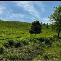 350-متر-زمین-با-مجوز-ساخت-ویو-باغ-چای