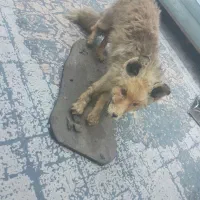 روباه عروسک