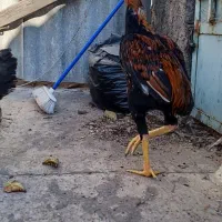مرغ و خروس لاری ریش|حیوانات مزرعه|طرقبه, |دیوار