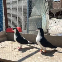 خوشرنگ سیاه