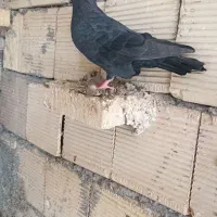 چنتا پرنده گرفتنی کله ای سرخ وسیاه هندی سبز|پرنده|بندر ماهشهر, |دیوار