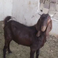 کهره نرمری