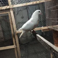 کبوتر پرشی ساعت بالا|پرنده|املش, |دیوار