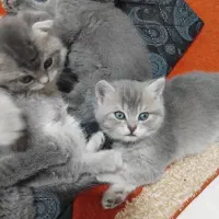 اسکاتیش و بریتیش بلو گلد