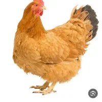 واگذاری مغازه مرغ فروشی جای خوب