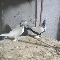 همه پرشی|پرنده|اردکان, |دیوار