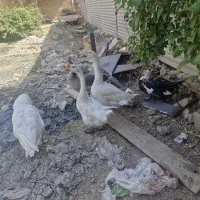 فروش غاز و قوغاز|حیوانات مزرعه|آبادان, |دیوار