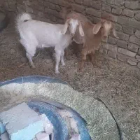 فروش دوراس بزغاله ماده سانن|حیوانات مزرعه|فردوس (خراسان), |دیوار