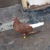 کفتر سرخ دم سفید