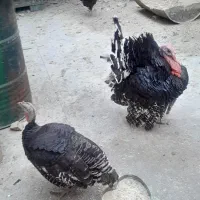 بوقلمون محلی اصل