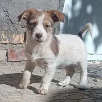 سگ پشمالو و گوش تیز|سگ|تربتحیدریه, بوستان باغ ملی|دیوار