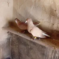 زرد دم سفید. سرخ دم سفید.|پرنده|اسفرورین, |دیوار