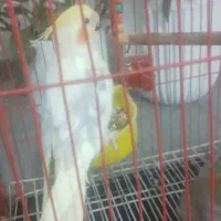 عروس هلندی نر