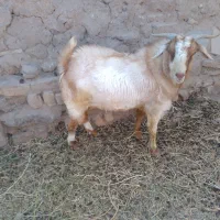 نری