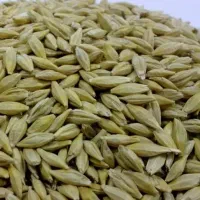 جو آلوی بذری