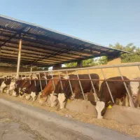 گوساله پای پروار|حیوانات مزرعه|کرمان, |دیوار