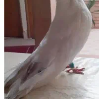 کبوتر نقابی