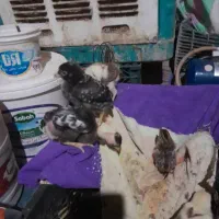 جوجه مرغ محلی|حیوانات مزرعه|خاش, |دیوار