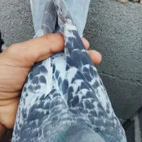 کبوتر مسافتی|پرنده|تاتار علیا, |دیوار