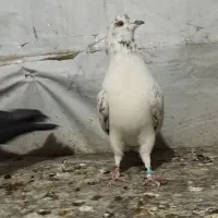 کبوتر تهرانی نر پرشی|پرنده|تهران, فاطمی|دیوار