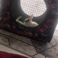 خرگوش همراه با ساک حمل