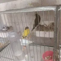 قناری نروماده با جوجه