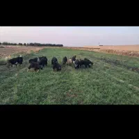 قصابی مجید کونانی|حیوانات مزرعه|کوهنانی, |دیوار