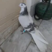 دمگیرنقره ای