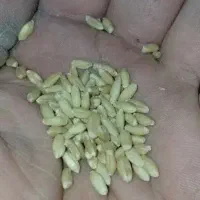 پخش خوراک دام و طیوربه صورت عمده|حیوانات مزرعه|خرمآباد (تنکابن), |دیوار