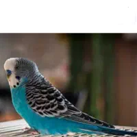 مرغ عشق گم شده